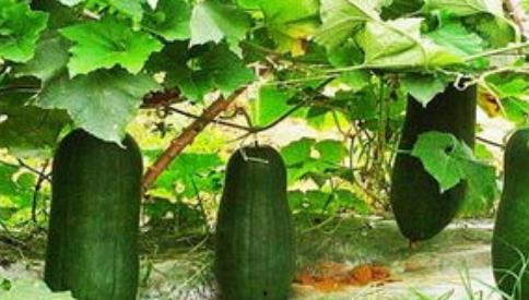 三叶草吃瓜说娱乐,娱乐圈幕后趣闻大揭秘  第2张