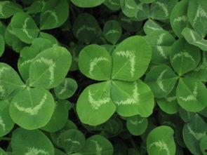 三叶草吃瓜说娱乐,娱乐圈幕后趣闻大揭秘  第3张